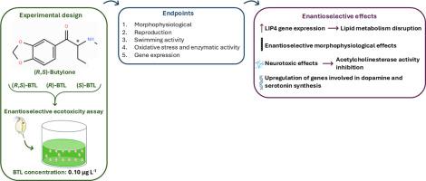 Unveiling enantioselective mechanisms of toxicity of butylone in Daphnia magna