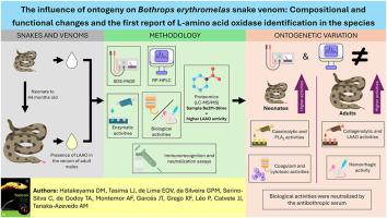 The influence of ontogeny on Bothrops erythromelas snake venom: Compositional and functional changes and the first report of L-amino acid oxidase in this species