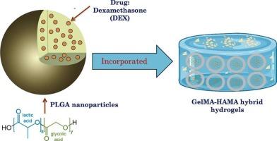 Hybrid GelMA-HAMA hydrogels incorporating dexamethasone-loaded PLGA nanoparticles for controlled release and osteogenic differentiation for bone tissue regeneration
