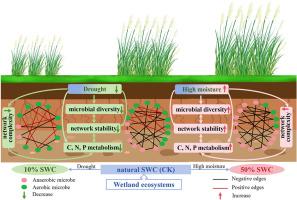 Bacterial network complexity drives carbon, nitrogen and phosphorus metabolism potential under short-term soil water content changes in wetlands