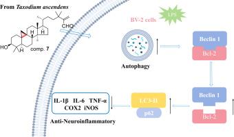 1H NMR-guided fractionation of C32-cycloartane type triterpenes from the leaves of Taxodium ascendens with anti-neuroinflammatory potential