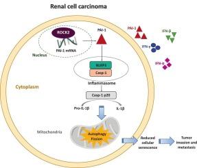 ROCK2 promotes renal cell carcinoma progression by functioning as an RNA-binding protein regulating the PAI-1/NLRP3 axis and senescence escape