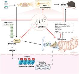 Cavidine alleviates paclitaxel-induced peripheral neuropathy by promoting mitochondrial autophagy through inhibiting PKM2-mediated histone lactylation