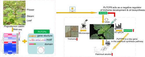 Genome-wide identification of TCP gene family and functional analysis of PcTCP8 gene related to trichome development in Pogostemon cablin