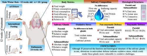 Intermittent fasting preserves the function and histological structure but induces oxidative stress in the salivary glands of male Wistar rats