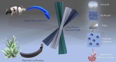 Progress and innovations in food protein amyloid fibrils for fabricating cutting-edge soft materials