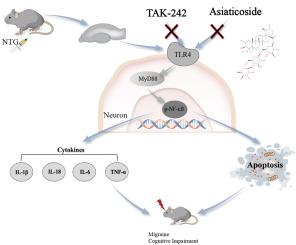 Asiaticoside alleviates migraine-induced cognitive impairment via TLR4-Mediated apoptosis regulation