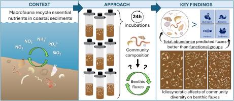 Testing biodiversity-ecosystem function relations in nearshore marine sediments