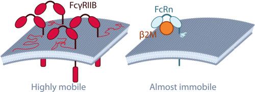 “Single molecule tracking unveils distinct FcγRIIB and FcRn plasma membrane dynamics”