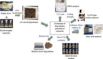 Comparative paddy straw degradation potential of Psychrotrophic Fungal Consortia and Pusa Decomposer at low temperatures