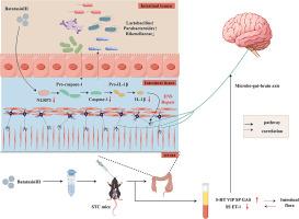 Batatasin III alleviates slow transit constipation by regulating gut microbiota and inhibiting the NLRP3-IL-1β pathway