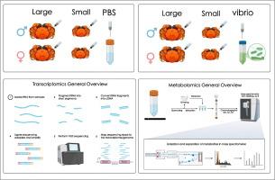 Integrated transcriptomic and metabolomic analyses reveal the potential mechanisms underlying sex- and size-dependent resistance to Vibrio alginolyticus infection in the Chinese mitten crab (Eriocheir sinensis)