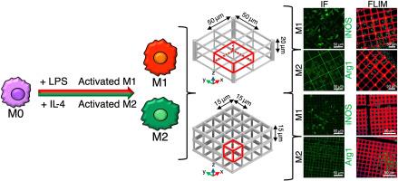 Engineering macrophage responses through 3D scaffold microarchitecture