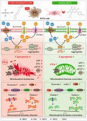 Targeting FDX1 with Icaritin attenuates neuronal cuproptosis by reconciling mitochondrial fission-fusion dynamics and bioenergetic homeostasis