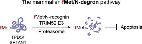 TRIM52 Ubiquitin Ligase Acts as a Key Recognition Component of the Mammalian fMet/N-degron Pathway