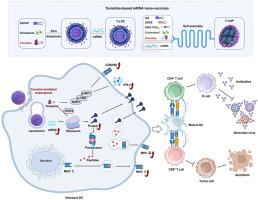 Tomatine as a versatile adjuvant boosts mRNA vaccine responses