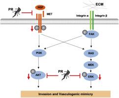 Pomegranate root extract possesses anti-metastatic potential by suppressing invasiveness and vasculogenic mimicry capability of cancer cells