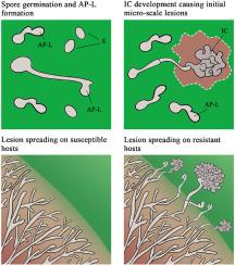Dynamic hyphal specialization remodeling enables Botrytis cinerea to overcome diverse host defenses during infection