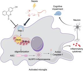 PIM-1 exacerbates sepsis-associated encephalopathy via promoting microglia NLRP3 inflammasome activation