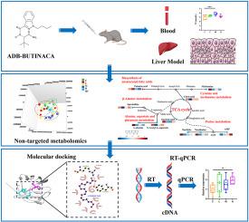 Metabolomic profiling reveals ADB-BUTINACA-induced long-term hepatotoxicity