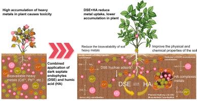 Application prospects of dark septate endophytes and humic acid in the remediation of heavy metal contaminated soil