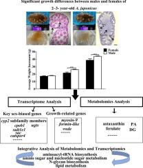 Integrated application of transcriptomics and metabolomics provides insights into sexual dimorphism in Apostichopus japonicus