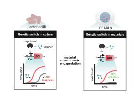 Encapsulation-enhanced switchable protein release from engineered probiotic lactobacilli