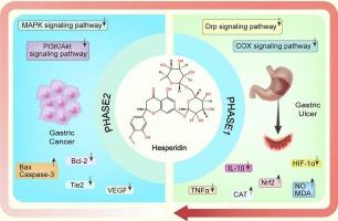 Hesperidin blocks the gastritis-to-gastric cancer cascade: multi-pathway regulation and mechanism