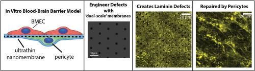 Pericytes repair engineered defects in the basement membrane to restore barrier integrity in an in vitro model of the blood-brain barrier