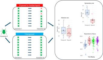 Sub-lethal insecticide stress alters epimutation rate but not genetic mutation rate in the pest insect Myzus persicae