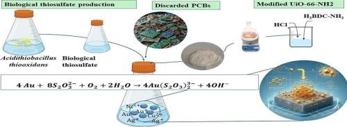 Enhanced gold recovery from e-waste by biological thiosulfate leaching and trace gold extraction with UiO-66-NH2