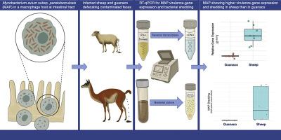 Cross-species virulence strategies of Mycobacterium avium subsp. paratuberculosis: Gene expression and infection progression in sheep and guanacos