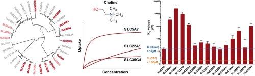 Diversity of human choline transporters: substrate specificity, kinetic properties, and inhibitor sensitivity