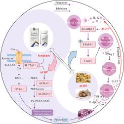 Astragali radix - Curcumae rhizoma herb pair enhances Sorafenib's efficacy by inducing ferroptosis and activates Th1 cell immune response synergistically against hepatocellular carcinoma