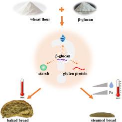 Divergent effects of β-glucan addition in baked vs steamed bread: Deciphering hydration of BG and its interaction with starch-protein networks