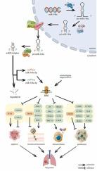 Dual role and ceRNA networks of miR-146a in lung cancer: regulating proliferation, metastasis, and chemoresistance