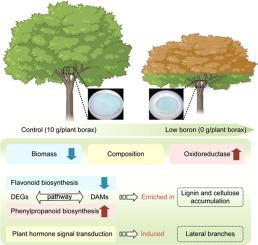 Multi-omics analysis reveals changes in lignin metabolism and hormonal regulation in Acacia melanoxylon stems under low boron stress