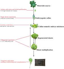 Establishment of a high-efficiency embryogenic callus-somatic embryogenesis regeneration system in the succulent plant Sinocrassula indica var. viridiflora