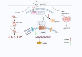 Phytosphingosine suppresses gastric cancer through SFRP4/β-catenin axis-mediated Wnt signaling pathway inhibition