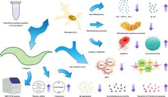 Neuroprotective effects of Chlorella pyrenoidosa peptides