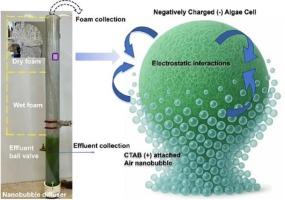 Nanobubble-enabled foam fractionation to remove freshwater microalgae and microcystin