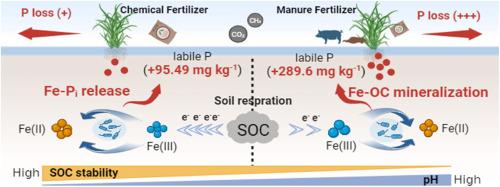 Iron-organic carbon coupling controls phosphorus transformation and release in decades manure-enriched paddy soil