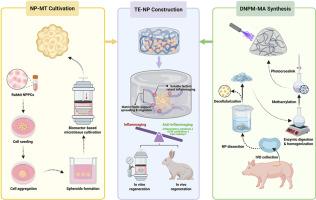 Bottom-up engineering of the nucleus pulposus using a photocrosslinkable decellularized matrix hydrogel attenuates inflammaging and enhances microtissue-mediated regeneration