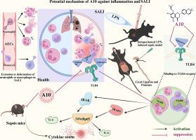 Euchrenone A10 attenuates septic lung injury though S100A8/A9-dependent TLR4/MyD88/NF-κB signaling