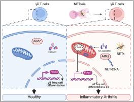 Neutrophil extracellular traps exacerbate inflammatory arthritis by inhibiting γδ Treg cell differentiation via the AIM2 inflammasome