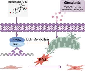 Betulinaldehyde regulates VSMC phenotypic transition to alleviate vascular hyperplasia through PPARγ/mitochondria/ROS axis