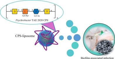 Capsular polysaccharide from Psychrobacter sp. TAE2020: An unusual amino sugar-enriched macromolecule with anti-biofilm and emulsification activities