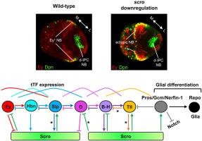 Scarecrow, a homolog of mammalian Nkx2.1, regulates the temporal progression and glial differentiation of medulla neuroblasts for the optic lobe development in Drosophila melanogaster