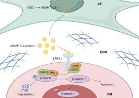 Fibroblast-secreted ADAMTSL2 promotes cardiac repair after myocardial infarction by activating LRP6/β-catenin signaling