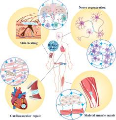 Biomimetic hydrogel micro-/nanofibers for in situ soft tissue repair and regeneration